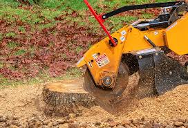 Best Tree Disease Treatment  in Trenton, TN