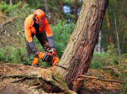 Best Pest Control for Lawns  in Trenton, TN