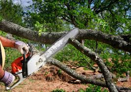 Best Tree Health Inspection  in Trenton, TN