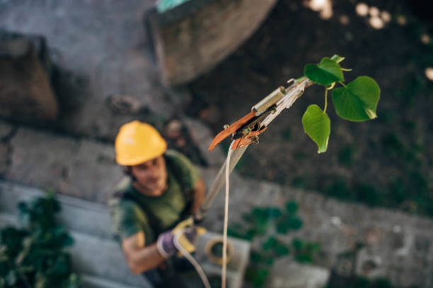 Best Arborist Consultation Services  in Trenton, TN