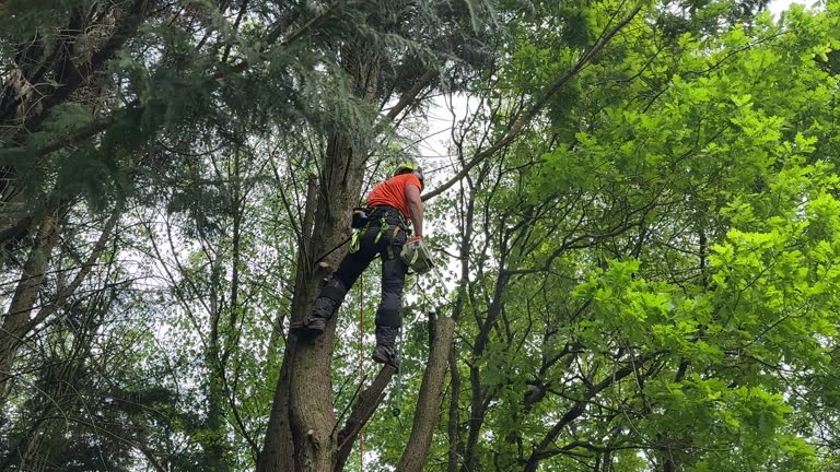 Best Tree Health Inspection  in Trenton, TN