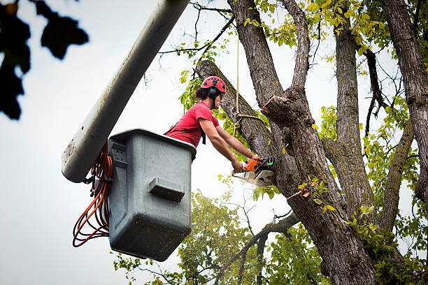 Best Tree Risk Assessment  in Trenton, TN